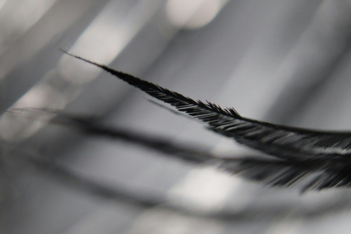 plume-noire-signification