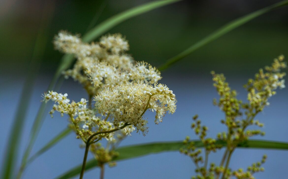 reine-des-pres-anti-inflammatoire