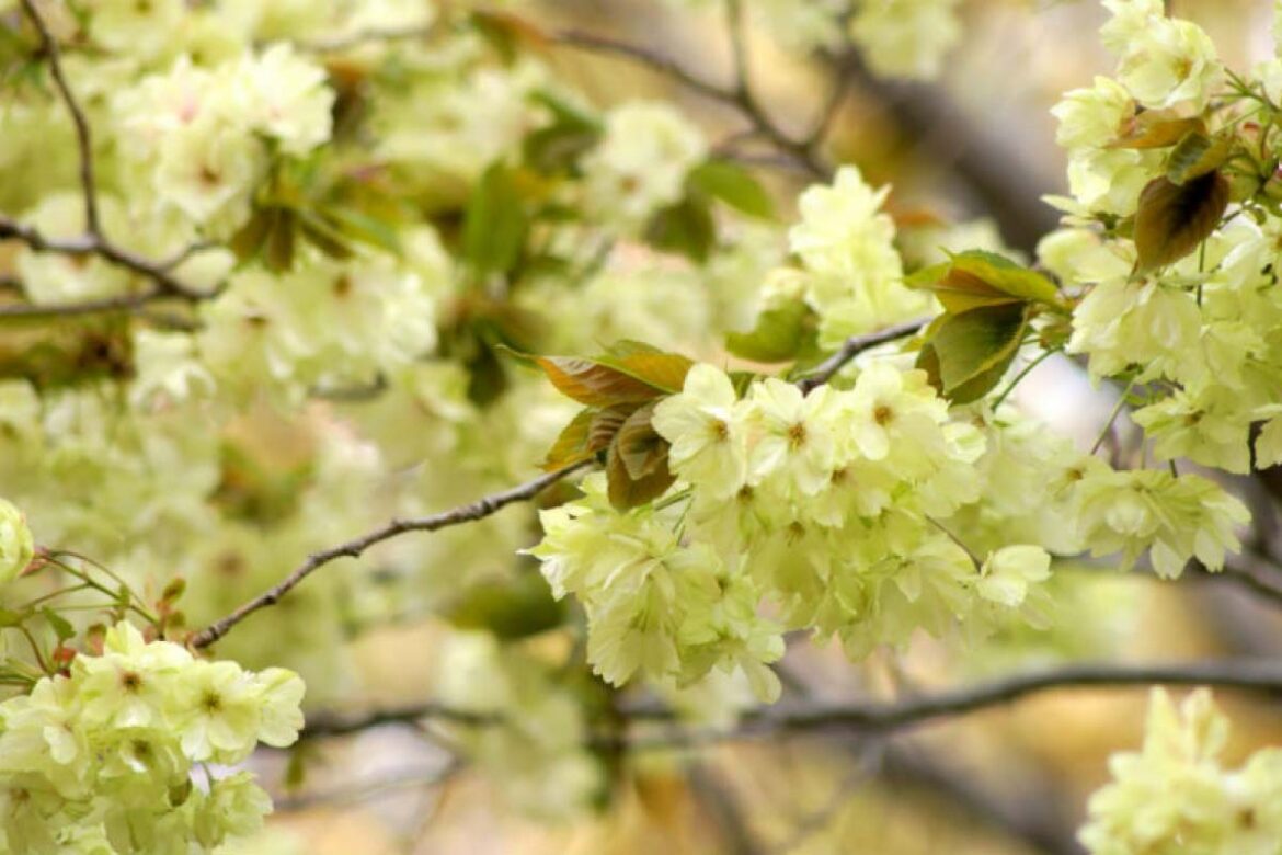 the-green-blossom