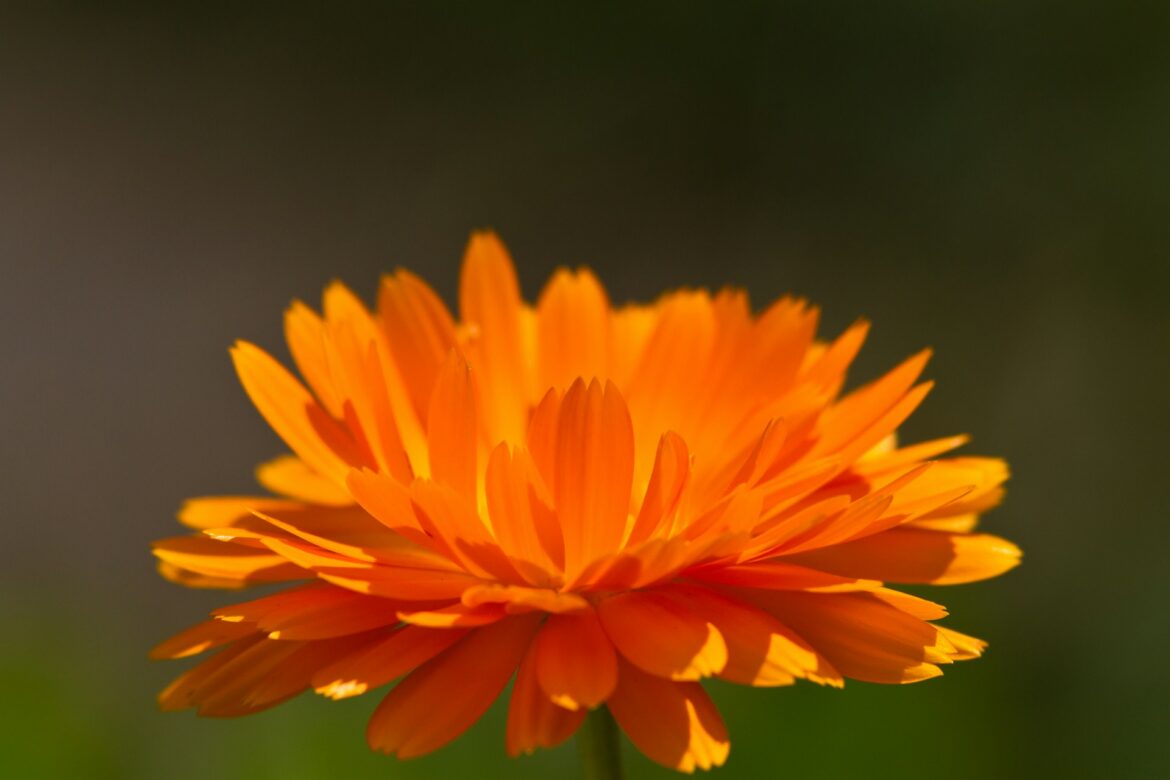 huile-de-calendula