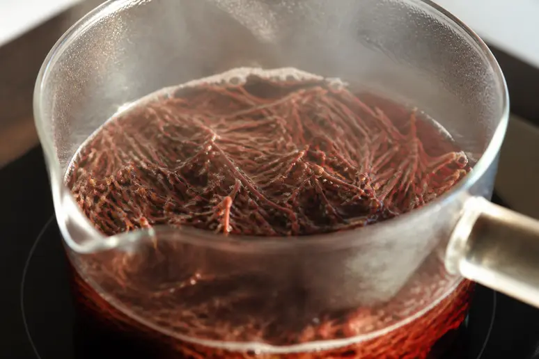 Queues de cerise séchées en train de mijoter dans une casserole pour une décoction diurétique.