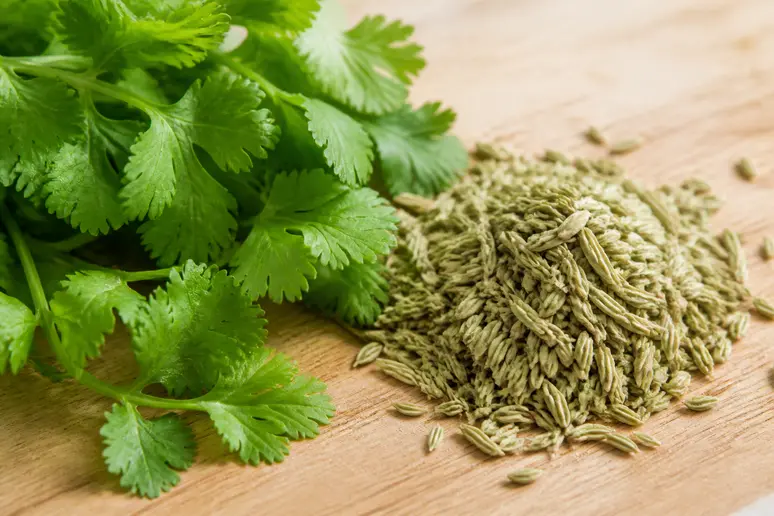 Feuilles de coriandre fraîche et graines de fenouil sur une table en bois pour l'équilibre ayurvédique de pitta